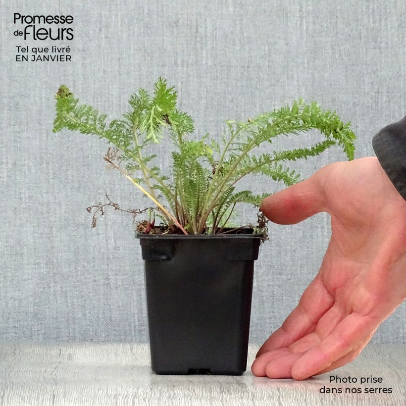 Spécimen de Achillée millefolium Summer Pastels Godet de 7/8 cm tel que livré en hiver