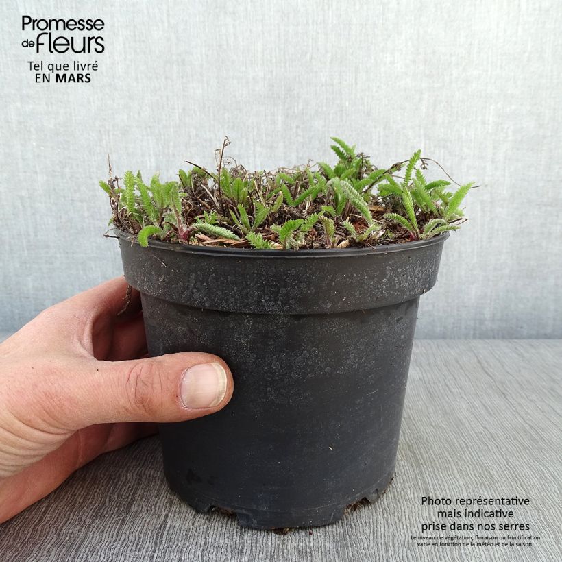 Spécimen de Achillée millefolium Summer Pastels Pot de 2L/3L tel que livré en hiver