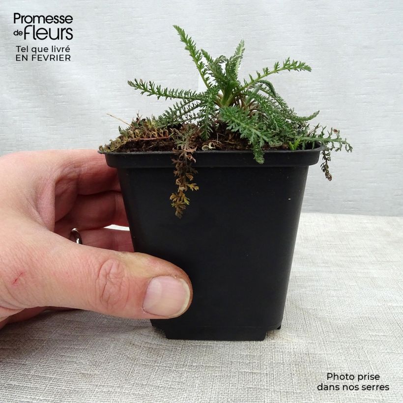 Spécimen de Achillée millefolium Summerwine Godet de 8/9 cm tel que livré en hiver