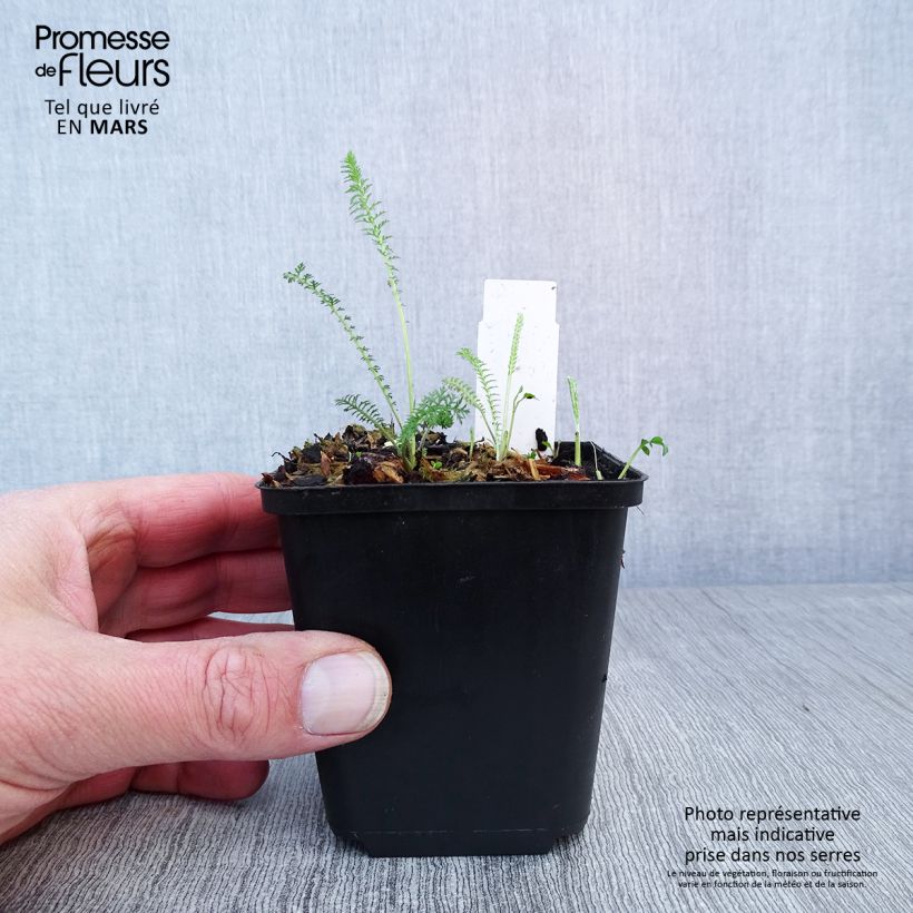 Amostra de Achillea millefolium Summerwine Vaso de 8/9 cm tal como entregue na primavera