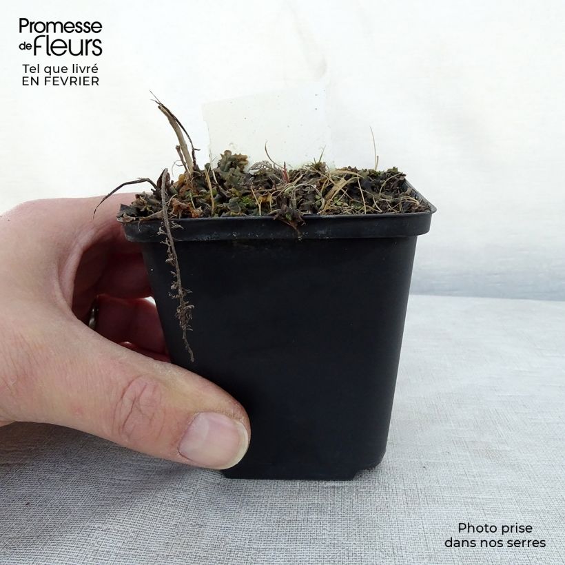 Spécimen de Achillée millefolium Velours Godet de 8/9 cm tel que livré en hiver