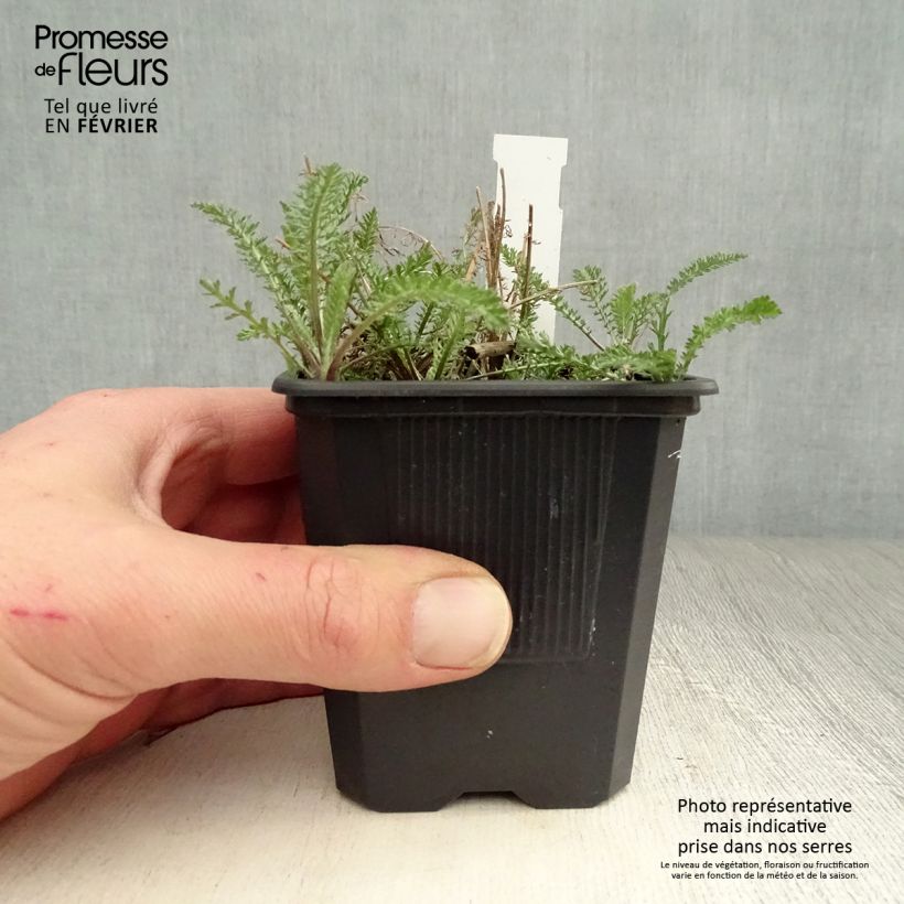Spécimen de Achillée millefolium Wonderful Wampee Godet de 8/9 cm tel que livré en hiver