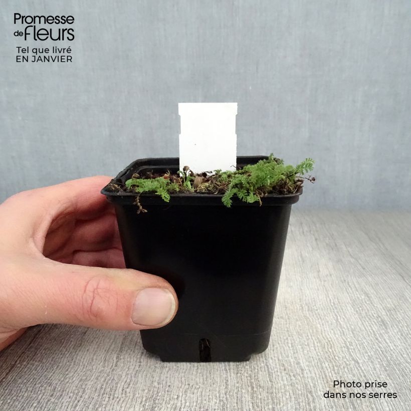 Spécimen de Achillée odorante - Achillea odorata Godet de 8/9 cm tel que livré en hiver