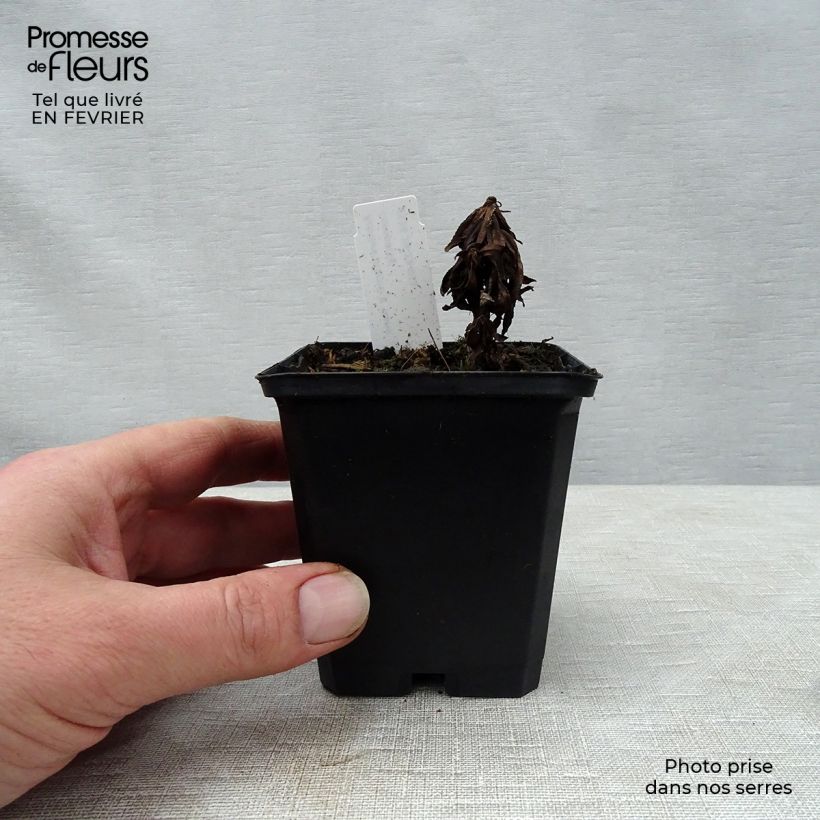 Spécimen de Achillée ptarmica Nana Compacta Godet de 8/9 cm tel que livré en hiver