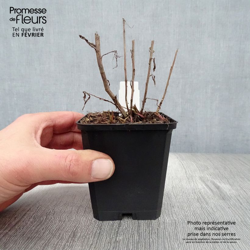 Spécimen de Achillée ptarmica Perry's White Godet de 8/9 cm tel que livré en hiver