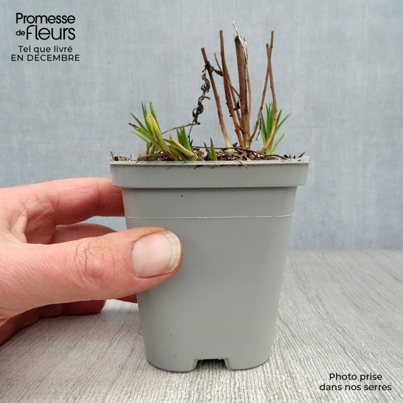 Spécimen de Achillée ptarmica The Pearl (La Perle) Godet de 8/9 cm tel que livré en hiver