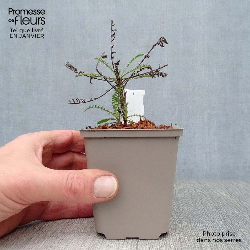 Spécimen de Achillée taygetea - Achillea taygetea Godet de 8/9 cm tel que livré en hiver