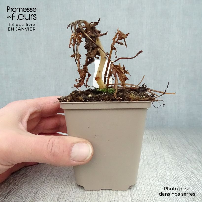 Spécimen de Aconit - Aconitum Purple Sparrow Godet de 8/9 cm tel que livré en hiver