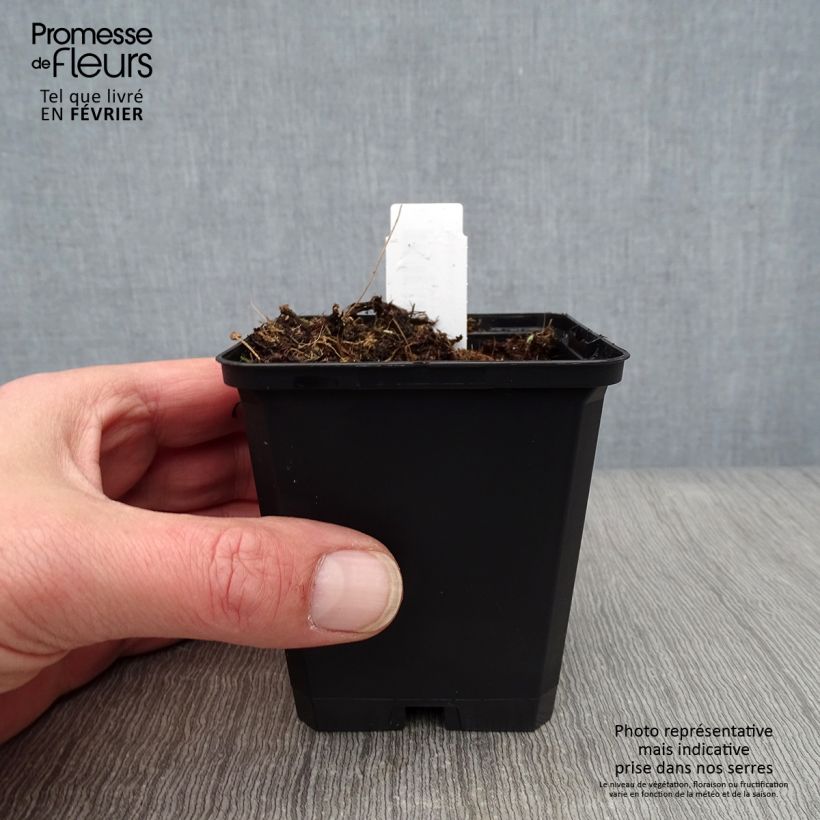 Spécimen de Aconit - Aconitum Spark s Variety Godet de 8/9 cm tel que livré en hiver