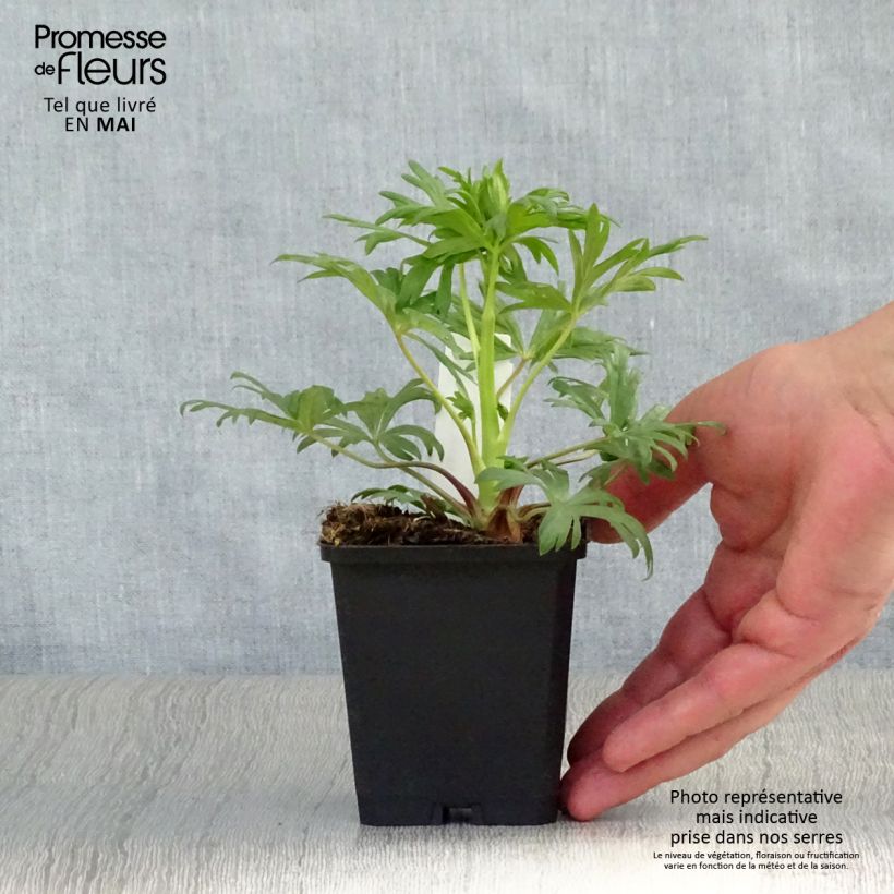 Spécimen de Aconit - Aconitum Spark s Variety Godet de 8/9 cm tel que livré au printemps