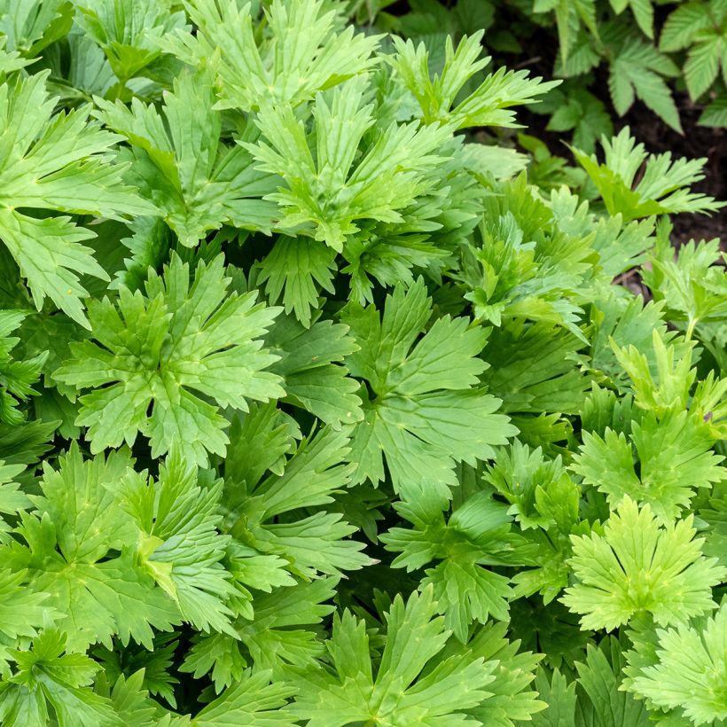 Aconit, Aconitum lycoctonum ssp. neapolitanum (Feuillage)