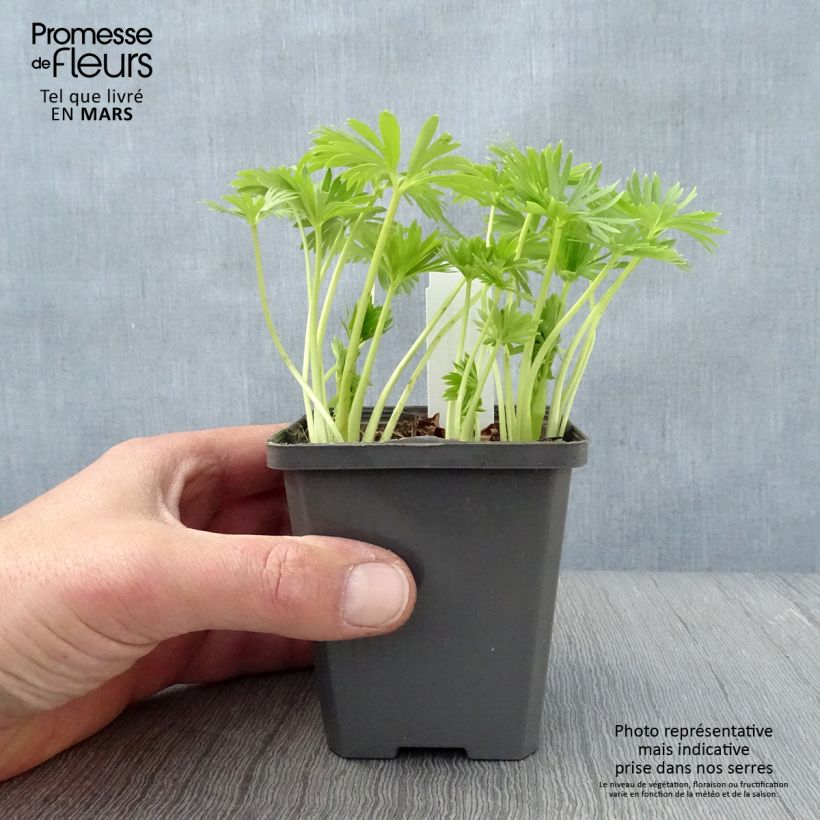 Spécimen de Aconit blanc - Aconitum napellus Album - Casque de Jupiter blanc Godet de 8/9 cm tel que livré au printemps