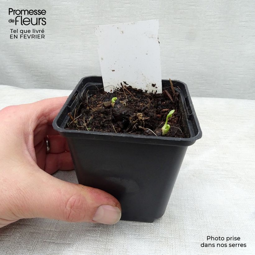 Spécimen de Aconit blanc - Aconitum napellus Schneewittchen Godet de 8/9 cm tel que livré en hiver