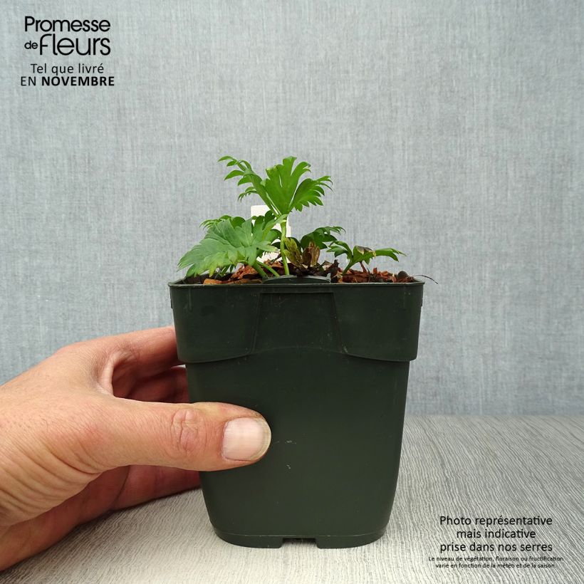 Spécimen de Aconit blanc - Aconitum napellus Schneewittchen Godet de 8/9 cm tel que livré en automne