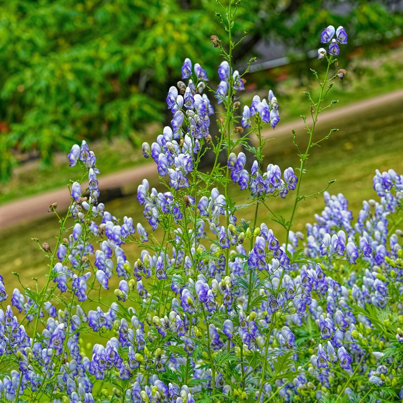 Aconit bleu et blanc - Aconitum cammarum Bicolor (Port)
