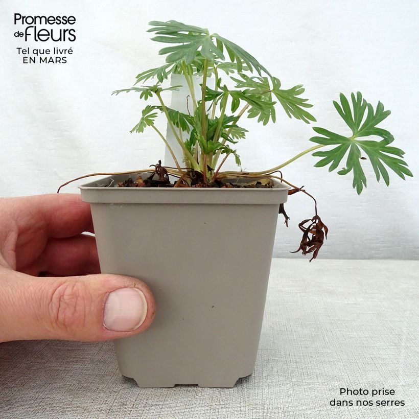 Spécimen de Aconit bleu pâle - Aconitum Stainless Steel Godet de 8/9 cm tel que livré au printemps