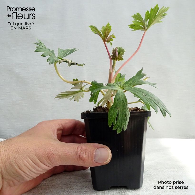 Spécimen de Aconit carmichaelii Arendsii - Casque de Jupiter Godet de 8/9 cm tel que livré au printemps