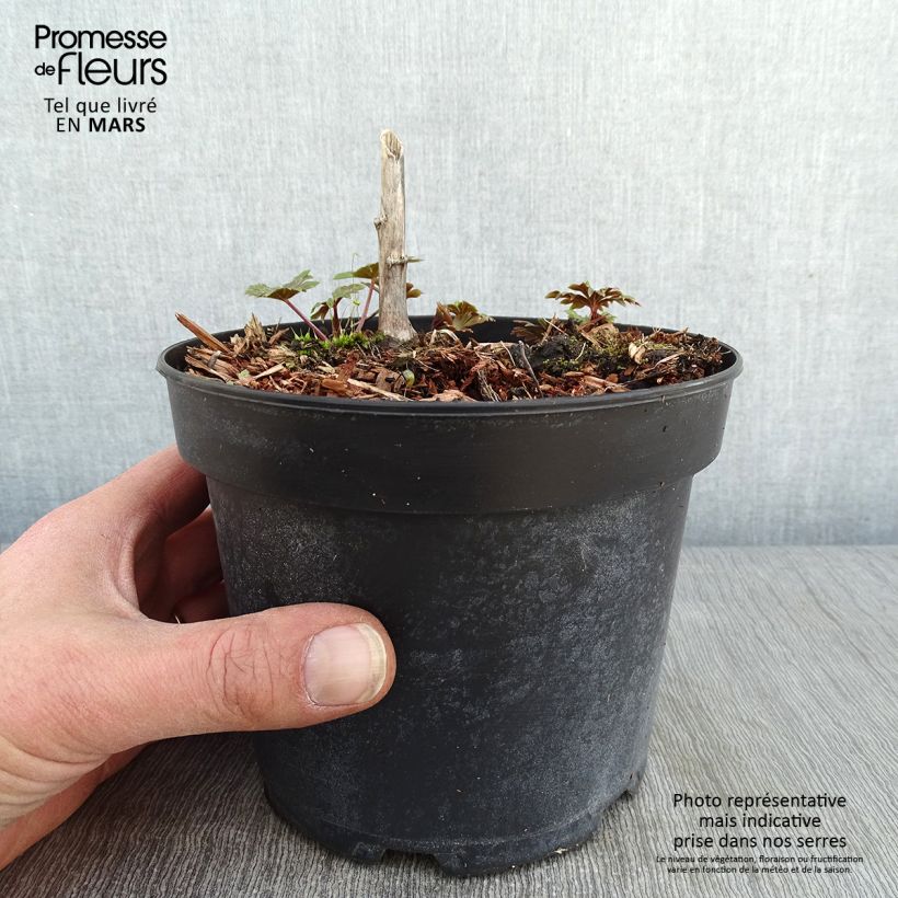 Spécimen de Aconit carmichaelii Arendsii - Casque de Jupiter Pot de 2L/3L tel que livré en hiver