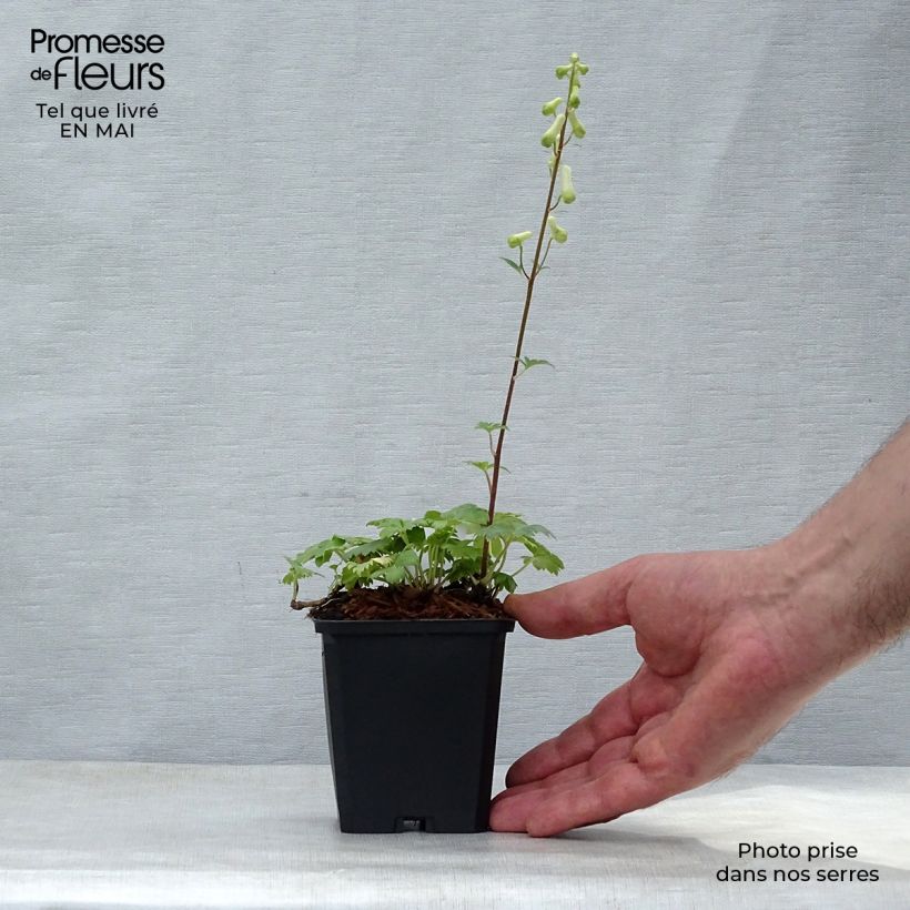 Spécimen de Aconit crème - Aconitum septentrionale Ivorine Godet de 8/9 cm tel que livré au printemps