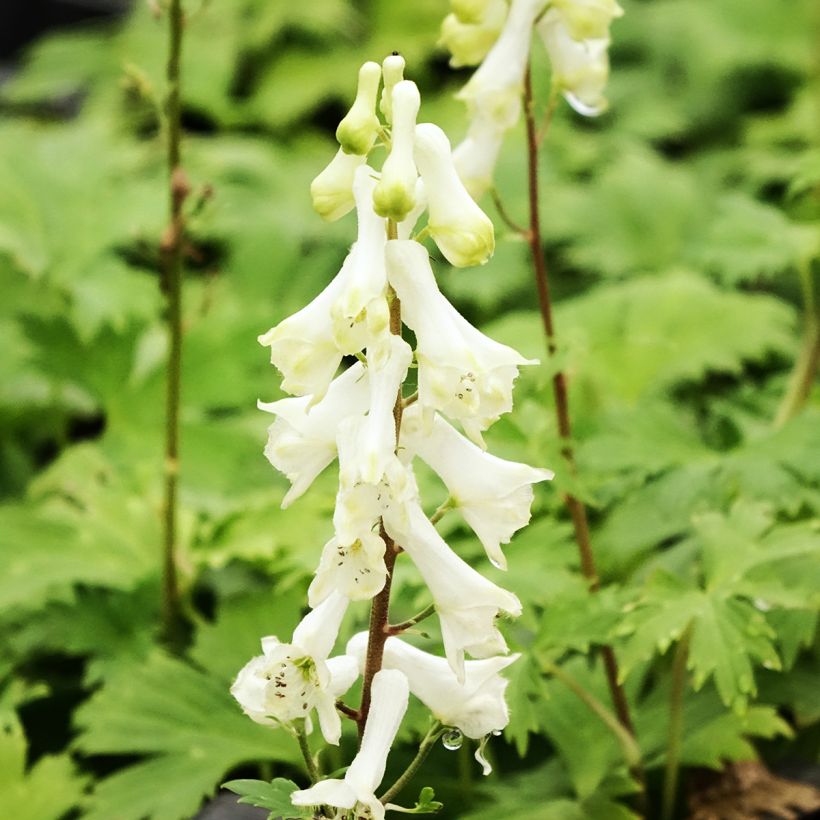 Aconit crème - Aconitum septentrionale Ivorine (Floraison)