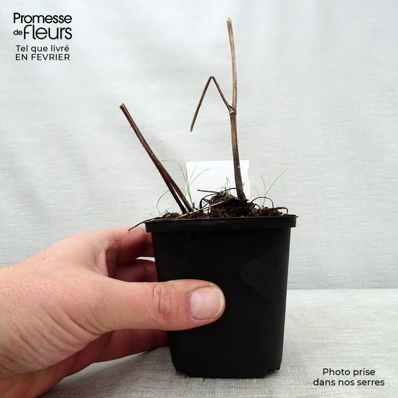 Spécimen de Aconit de Lamarck - Aconitum lamarckii Godet de 8/9 cm tel que livré en hiver