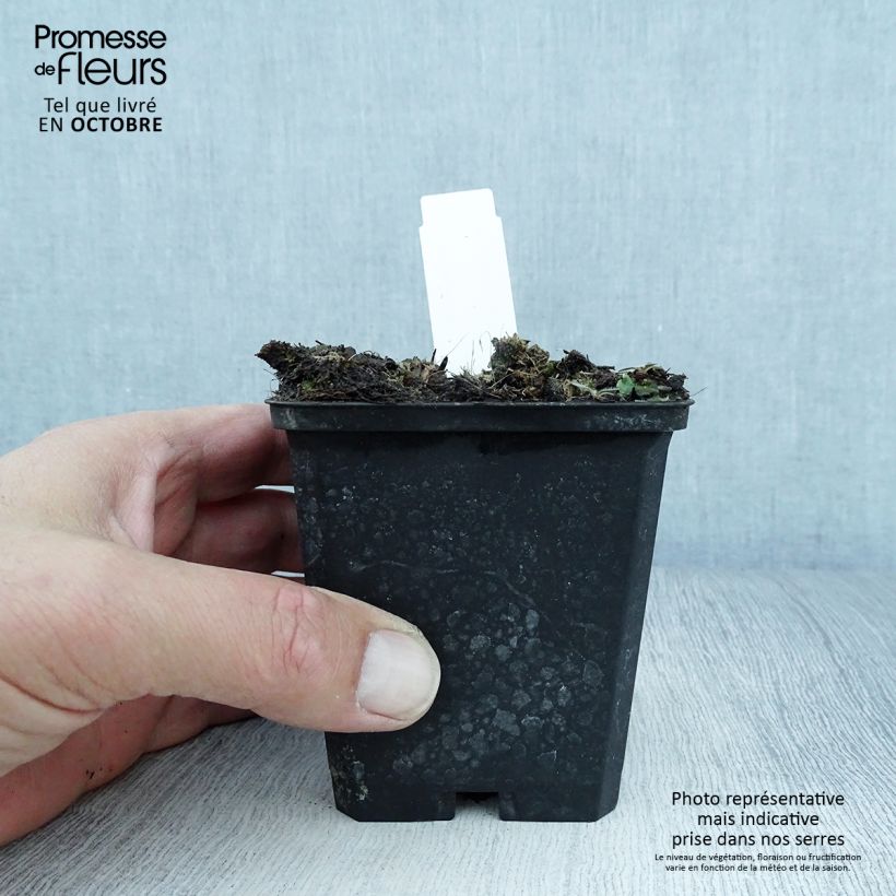 Spécimen de Aconit de Lamarck - Aconitum lamarckii Godet de 8/9 cm tel que livré en automne