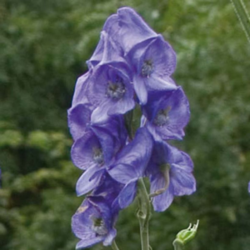 Aconitum carmichaelii Arendsii (Floração)