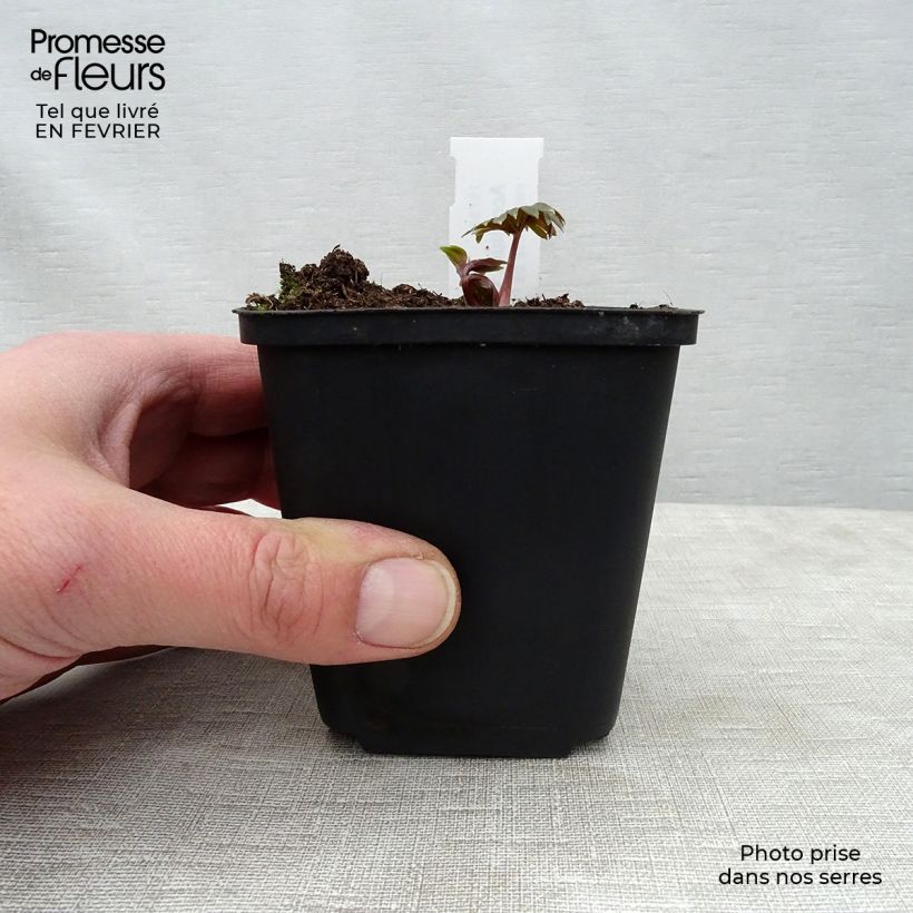 Spécimen de Aconitum carmichaelii Cloudy Godet de 8/9 cm tel que livré en hiver