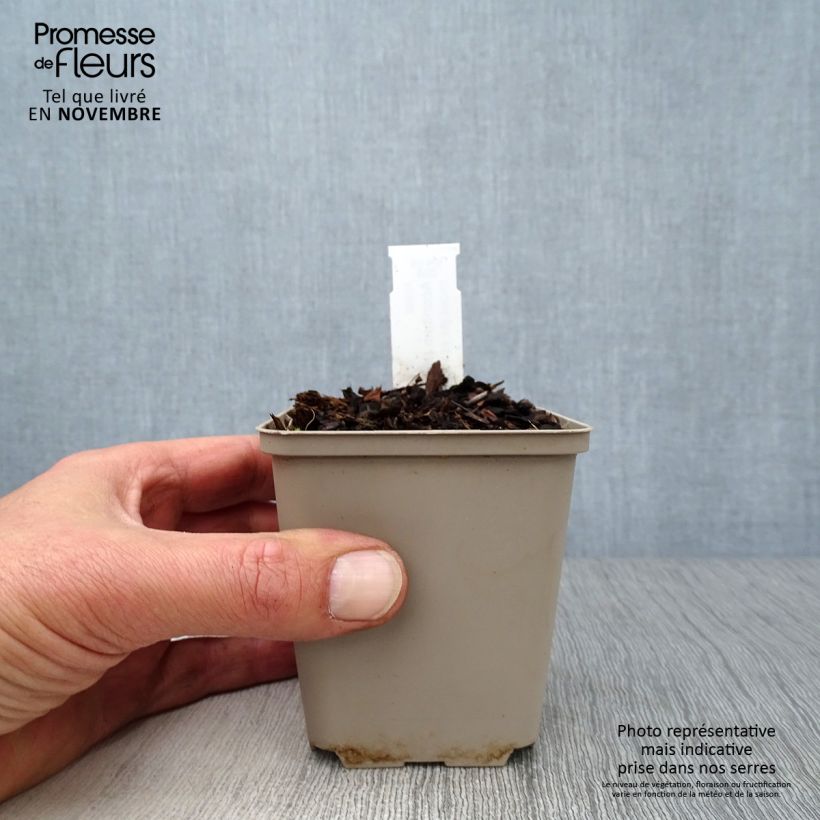 Spécimen de Aconitum napellus - Aconit napel Godet de 8/9 cm tel que livré en automne