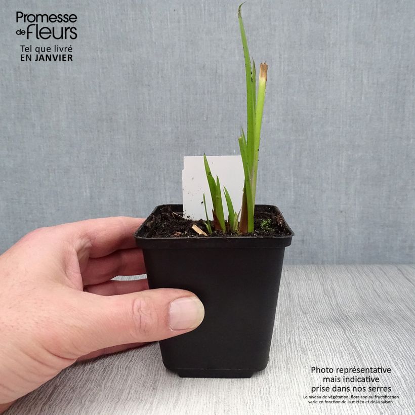 Spécimen de Acorus calamus - Calame, Acore Godet de 8/9 cm tel que livré en hiver