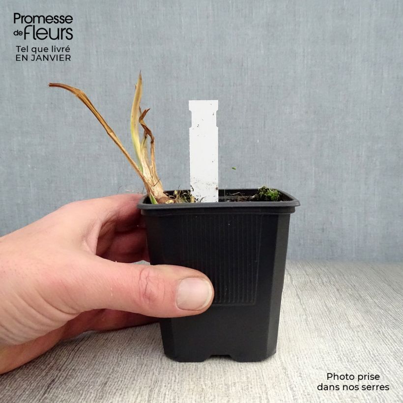 Spécimen de Acorus calamus Variegatus - Calame panaché Godet de 8/9 cm tel que livré en hiver