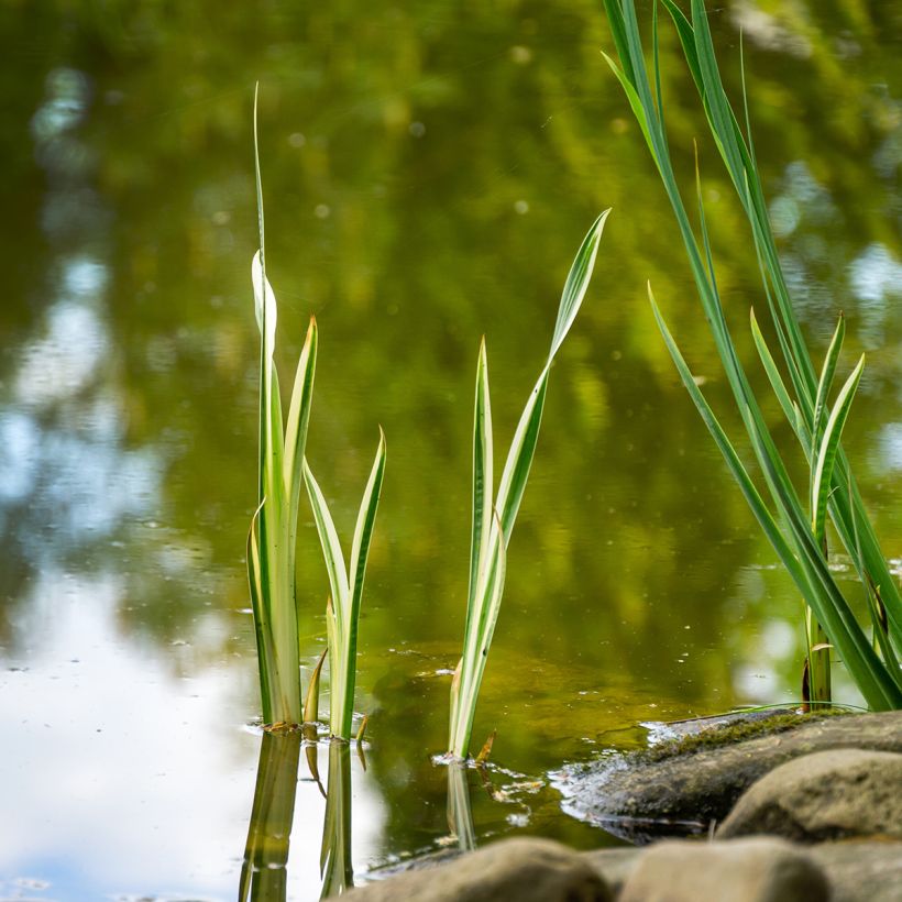 Acorus calamus Variegatus - Calame panaché (Port)