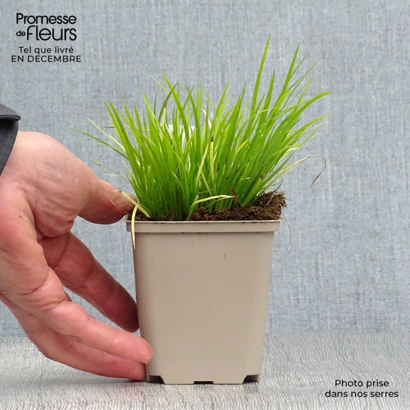 Spécimen de Acorus gramineus - Acore, jonc japonais Godet de 8/9 cm tel que livré en hiver