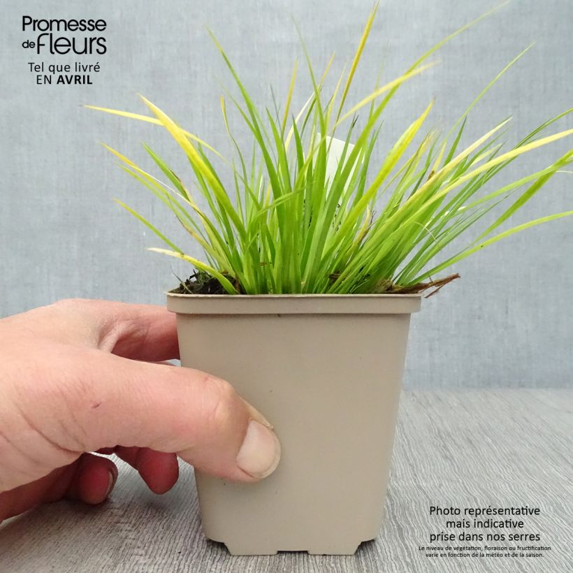 Spécimen de Acorus gramineus - Acore, jonc japonais Godet de 8/9 cm tel que livré au printemps