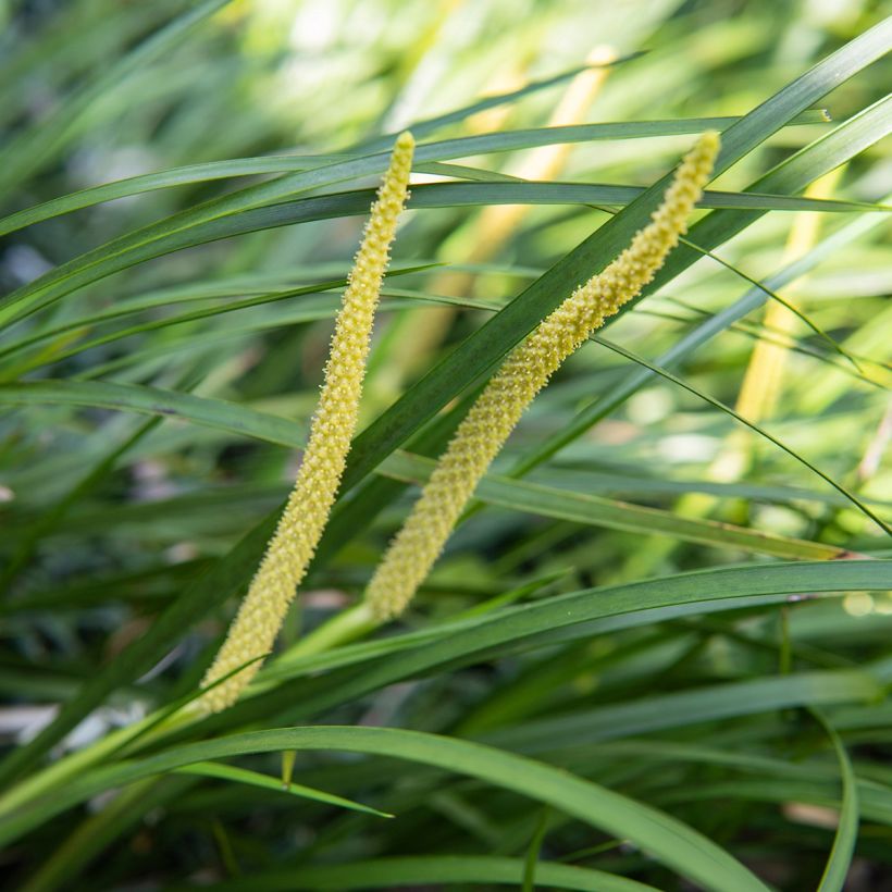 Acorus gramineus - Acore, jonc japonais (Floraison)