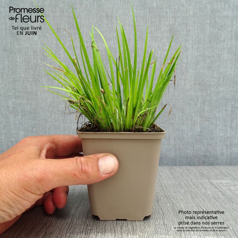 Spécimen de Acorus gramineus Hakuro Nishiki - Jonc japonais doré Godet de 8/9 cm tel que livré au printemps