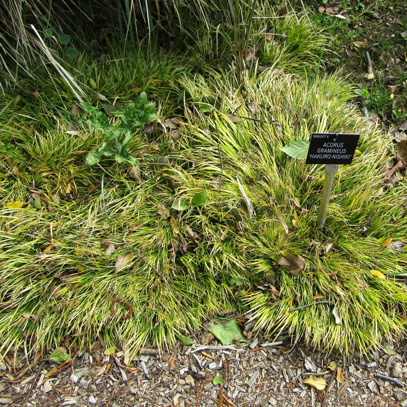 Acorus gramineus Hakuro Nishiki - Jonc japonais doré (Port)