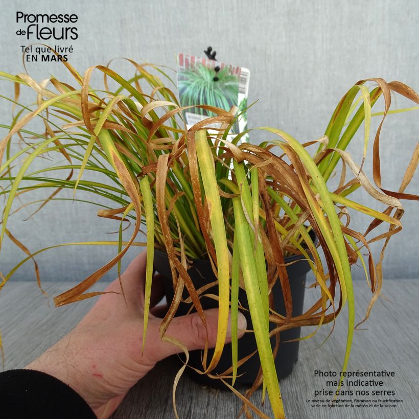 Spécimen de Acorus gramineus Licorice - Jonc japonais Pot de 1,5L/2L tel que livré en hiver