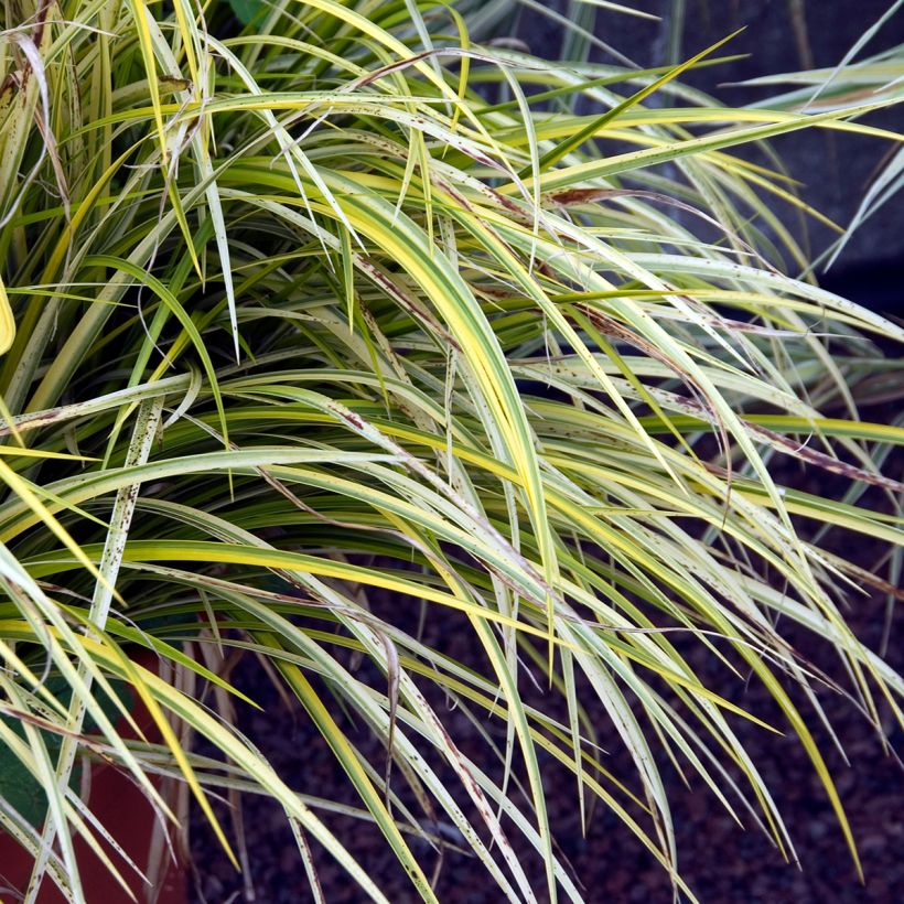 Acorus gramineus Ogon - Jonc japonais panaché (Feuillage)