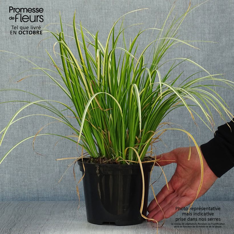 Spécimen de Acorus gramineus Ogon - Jonc japonais panaché Pot de 2L/3L, 30/40 tel que livré en automne