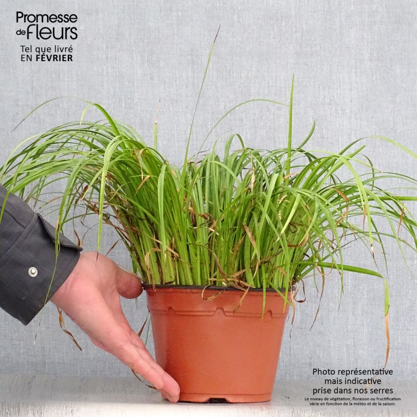 Spécimen de Acorus gramineus Ogon - Jonc japonais panaché Pot de 2L/3L, 30/40 tel que livré en hiver