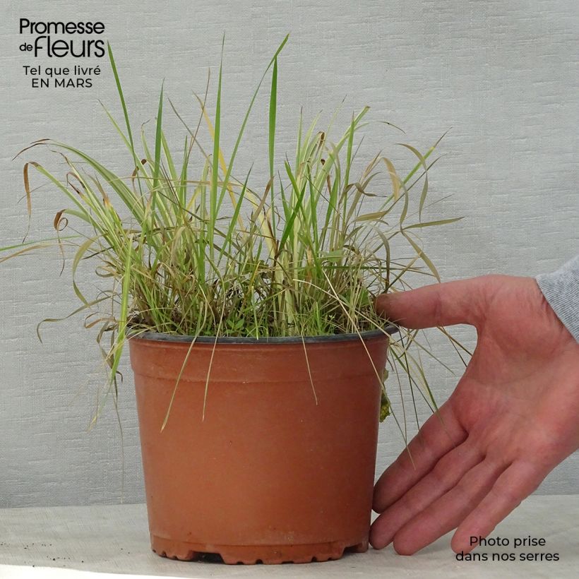 Spécimen de Acorus gramineus Variegata - Jonc japonais panaché Pot de 2L/3L tel que livré au printemps
