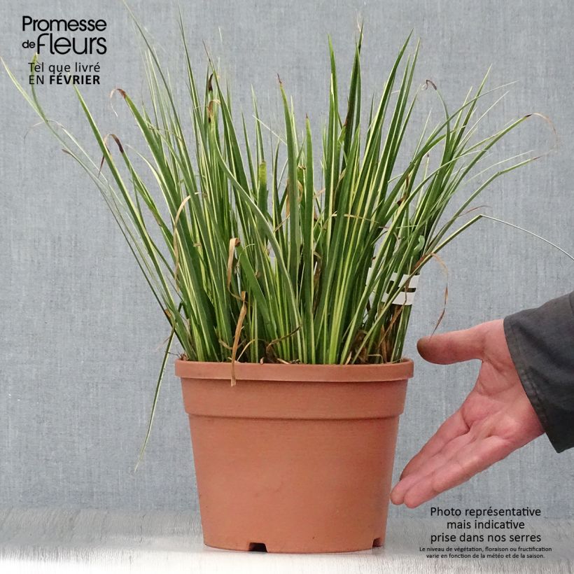 Spécimen de Acorus gramineus Variegata - Jonc japonais panaché Pot de 2L/3L tel que livré en hiver