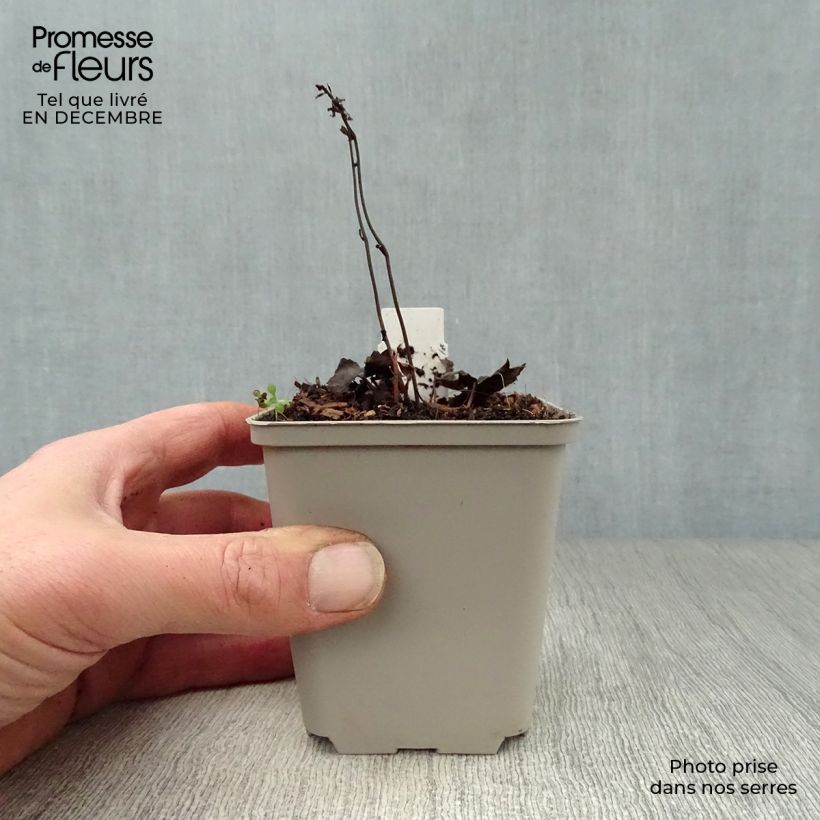 Spécimen de Actaea Cheju-Do - Cimicifuga japonica Godet de 8/9 cm tel que livré en hiver