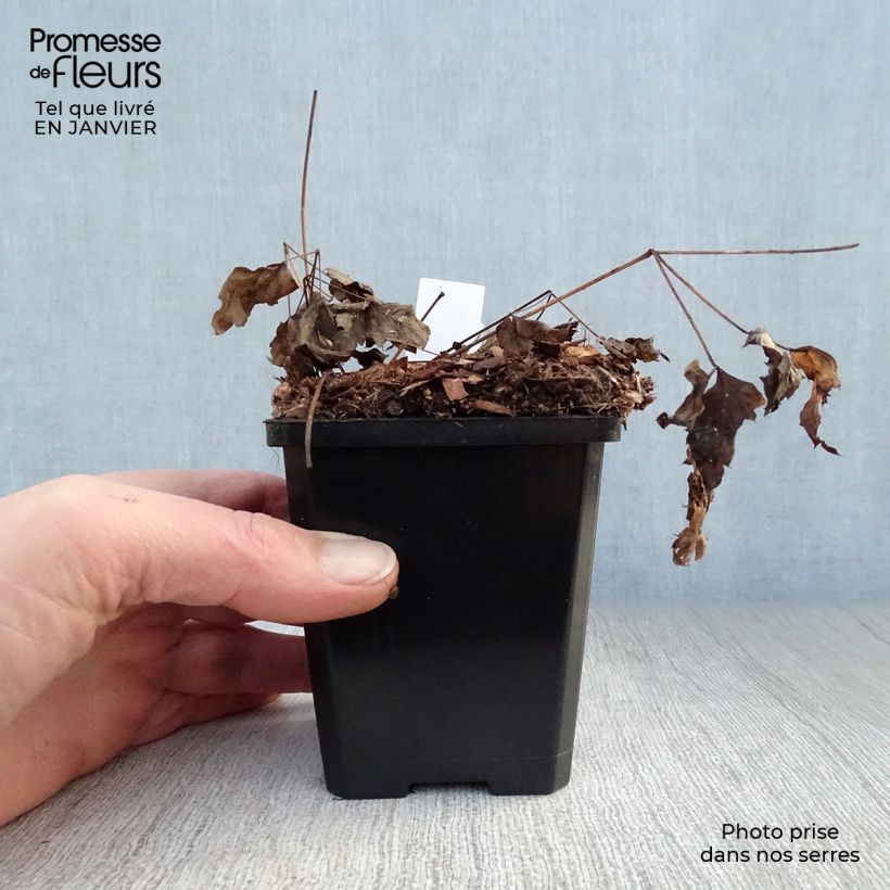 Spécimen de Actaea pachypoda Misty Blue - Actée à gros pédicelles Godet de 8/9 cm tel que livré en hiver