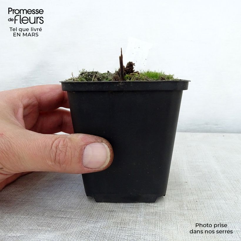 Spécimen de Actaea rubra - Actée rouge Godet de 8/9 cm tel que livré au printemps