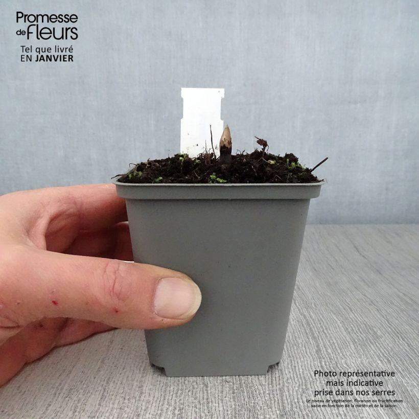 Spécimen de Actaea rubra - Actée rouge Godet de 8/9 cm tel que livré en hiver