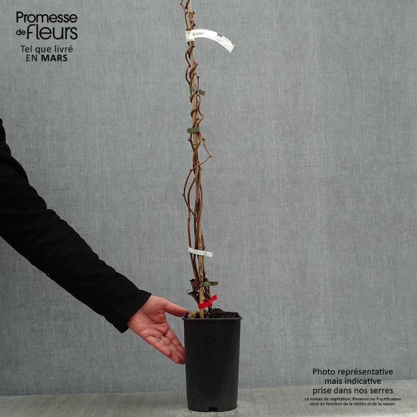 Spécimen de Kiwi deliciosa Montcap Pot de 2L/3L tel que livré en hiver