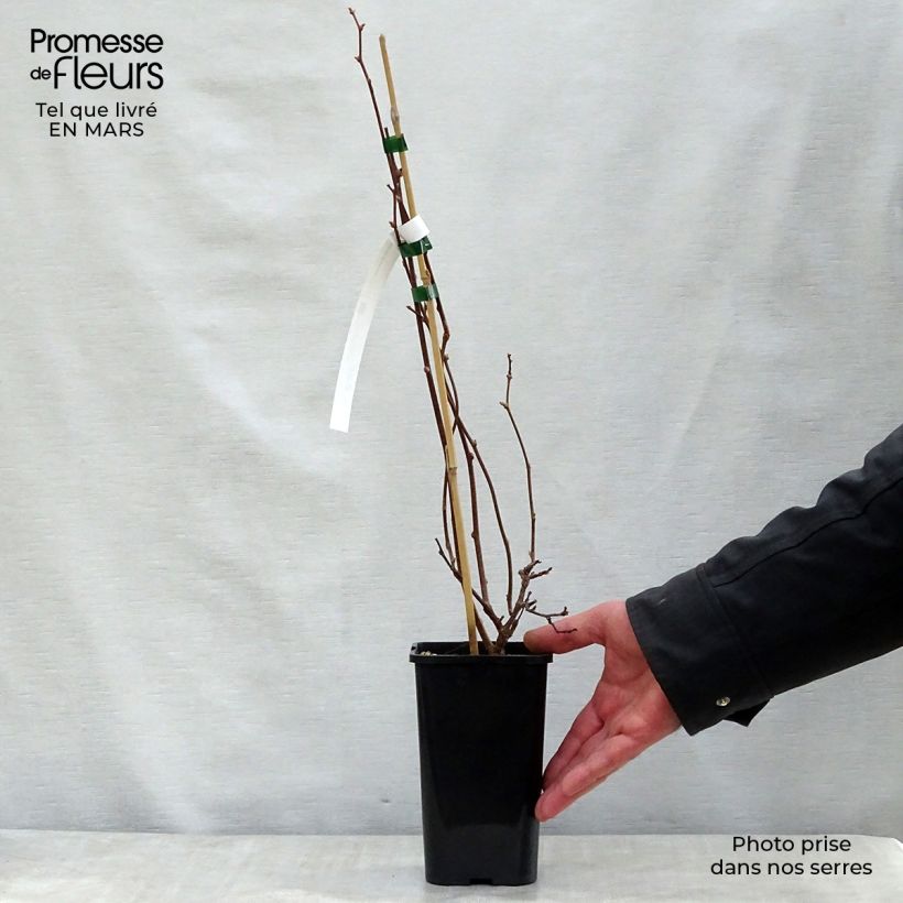 Spécimen de Actinidia kolomikta Adam - Kiwi d'ornement mâle Pot de 1,5L/2L tel que livré au printemps