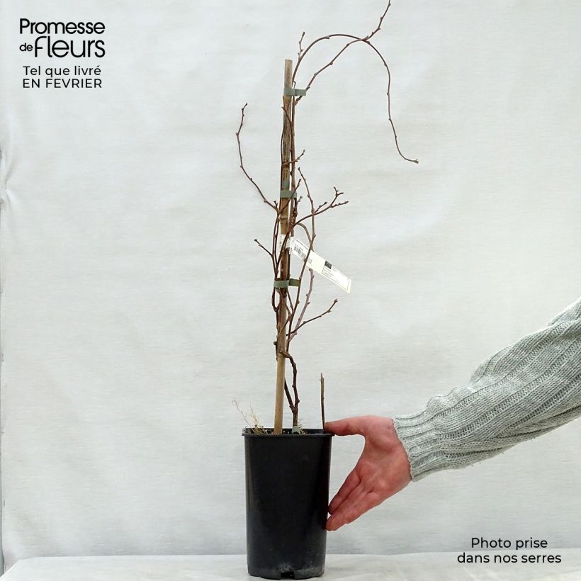 Spécimen de Actinidia kolomikta Eve - Kiwi d'ornement femelle Pot de 1,5L/2L tel que livré en hiver